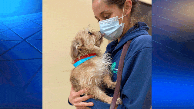 Animal Friends says around 50 dogs removed from unsanitary conditions in Whitehall home Animal Friends says around 50 dogs removed from unsanitary conditions in Whitehall home