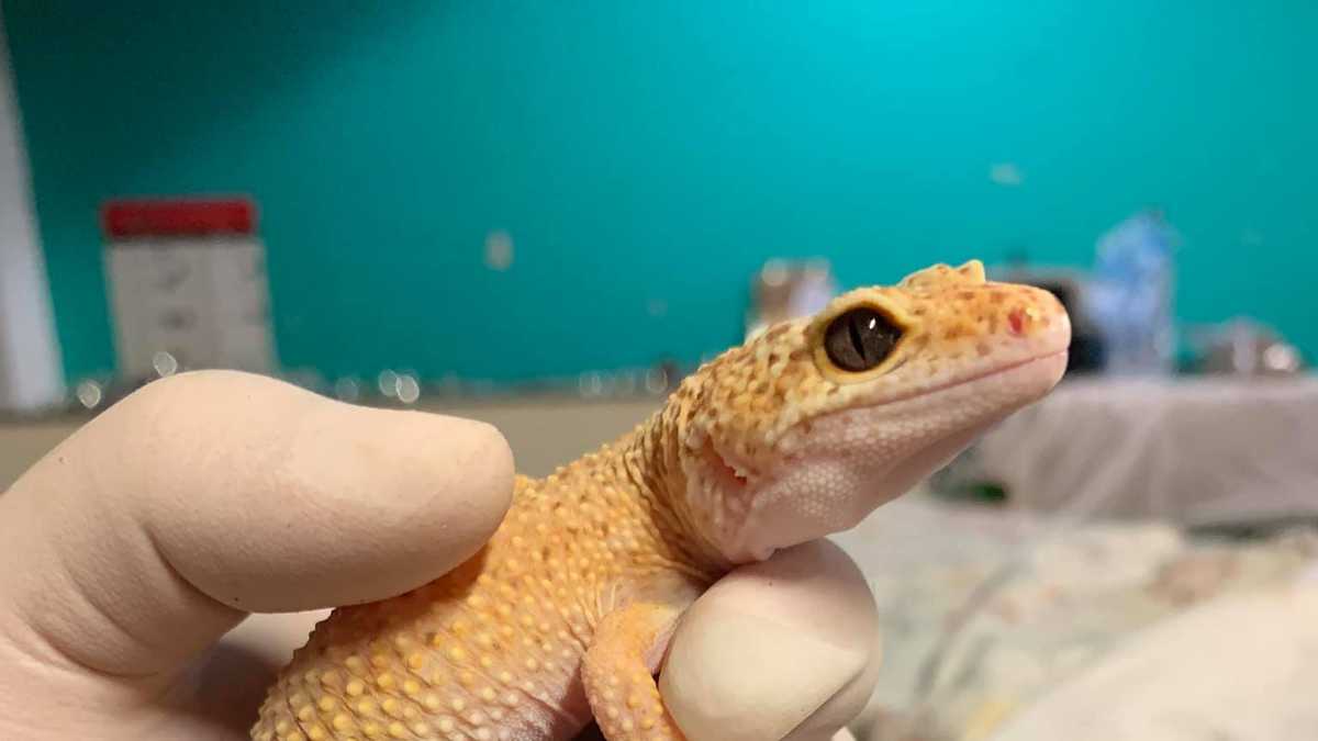 KC Pet Project helps rescue animals from roadside zoo in Iowa