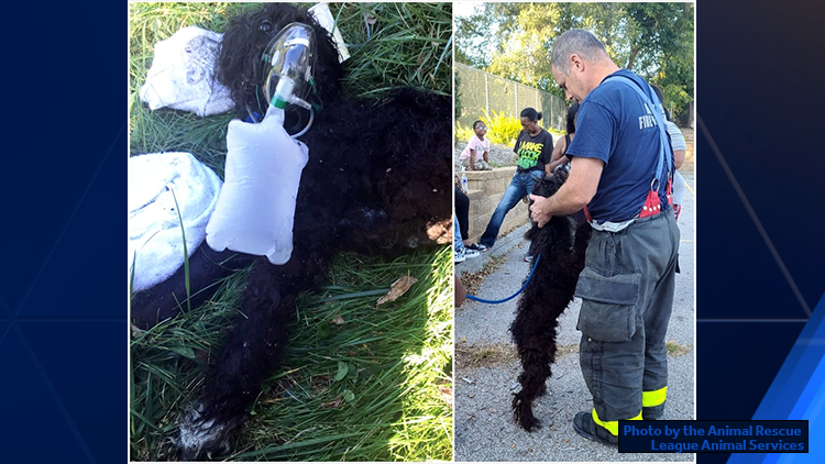 Des Moines firefighters rescue, resuscitate family dog from burning home