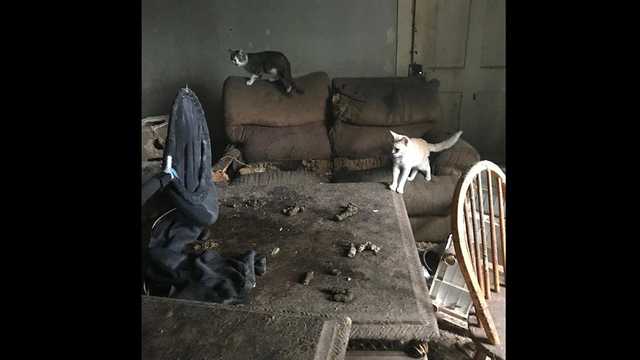 Nearly 50 cats, 12 dogs, 6 puppies living in poor conditions rescued from house fire, shelter says Nearly 50 cats, 12 dogs, 6 puppies living in poor conditions rescued from house fire, shelter says