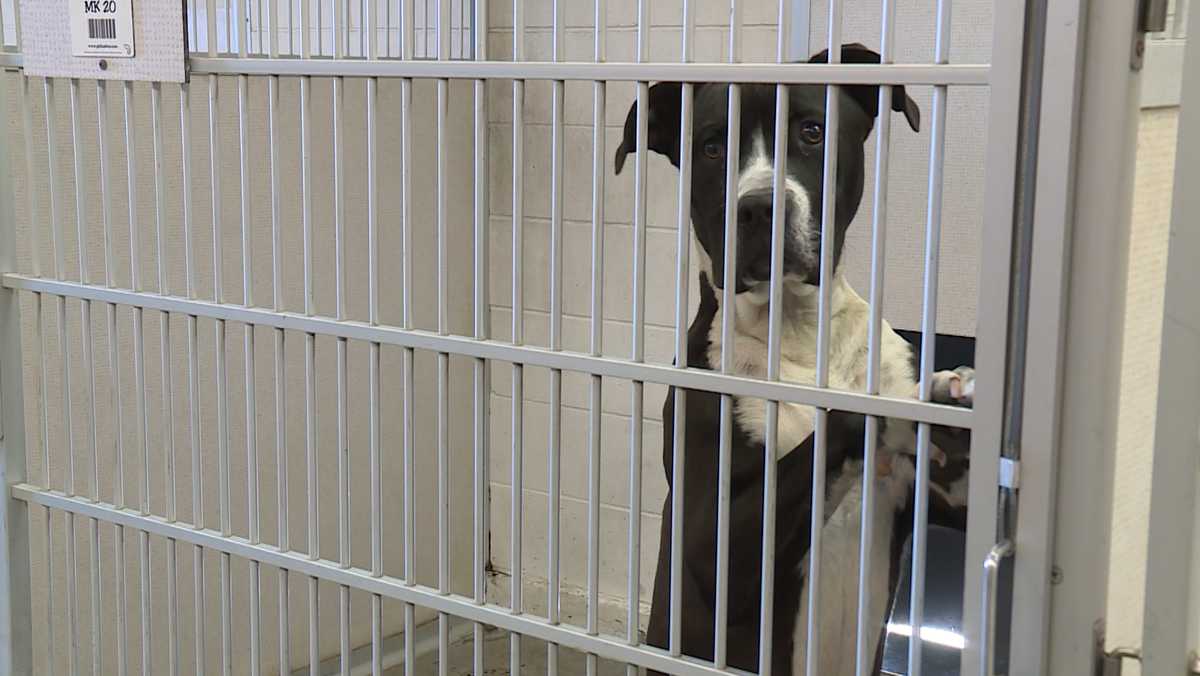 Local animal shelters see increase of strays over Independence weekend
