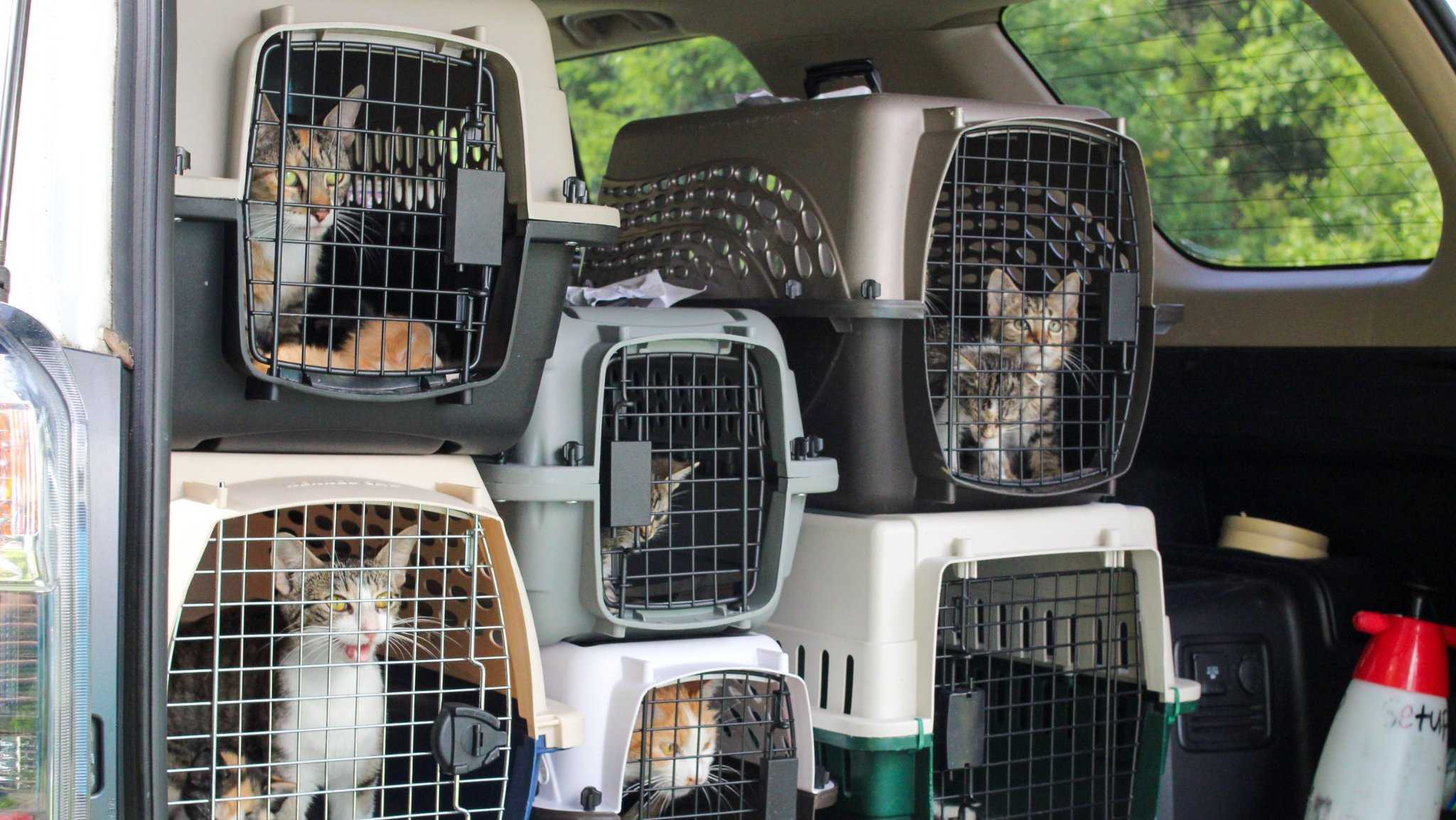 Kentucky Humane Society takes in over 100 animals displaced by eastern Kentucky flooding - Vimarsana News