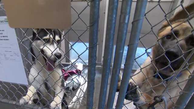 Front Street Animal Shelter waives adoption fees amid overcrowding - Vimarsana News