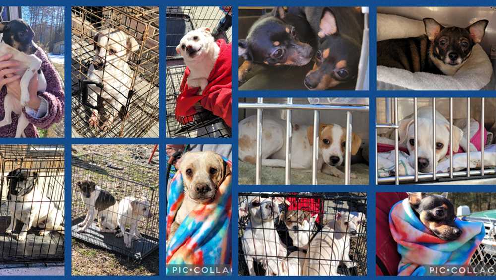 Gaston County: 54 dogs rescued in 'shocking' hoarding case