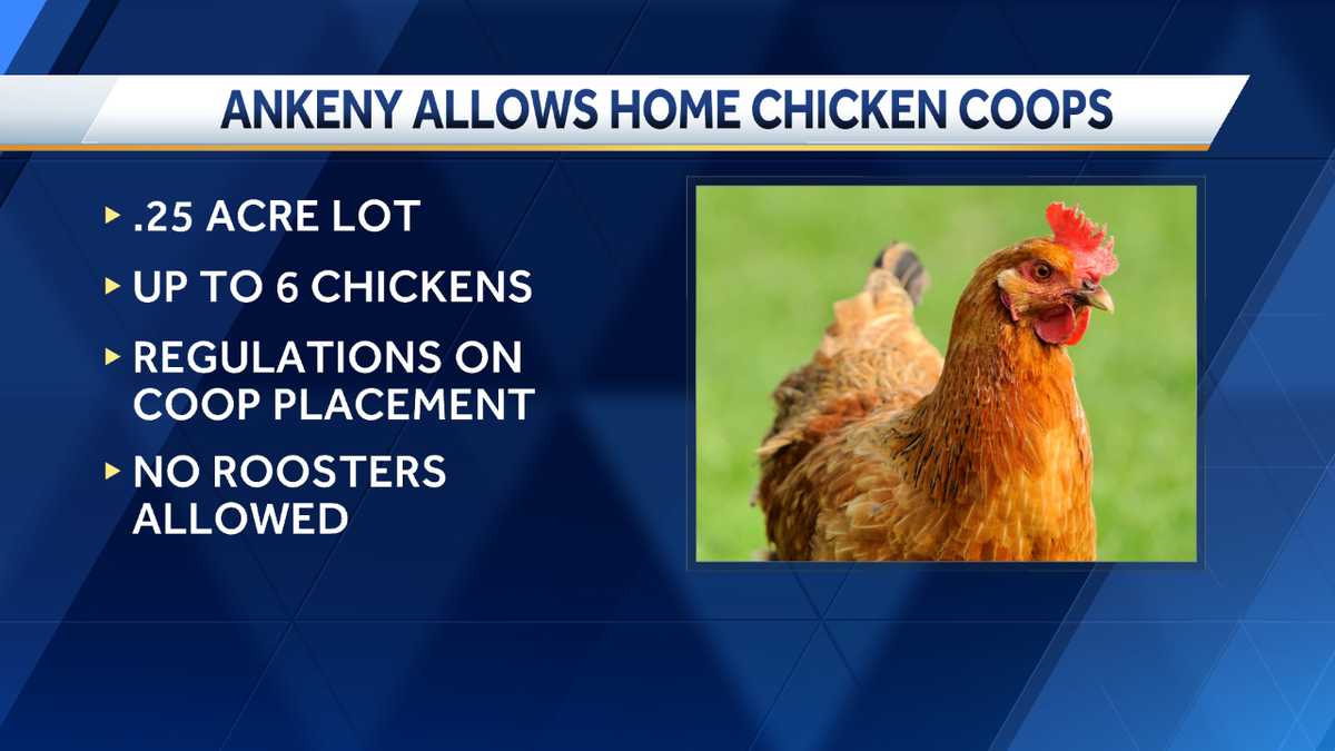 Ankeny approves new rules for backyard chicken coops