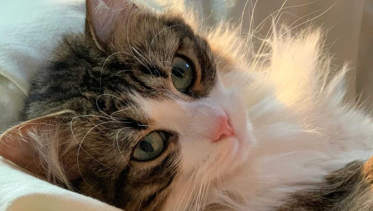 Got cats? Library fees, penalties with cat pictures