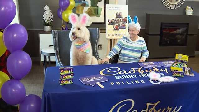 WATCH: Cincinnati therapy dog named 2022 Cadbury Bunny visits retirement home - Vimarsana News