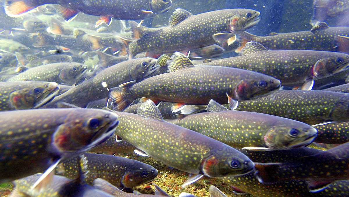 Vermont Fish & Wildlife celebrating 8 years of stream fixes