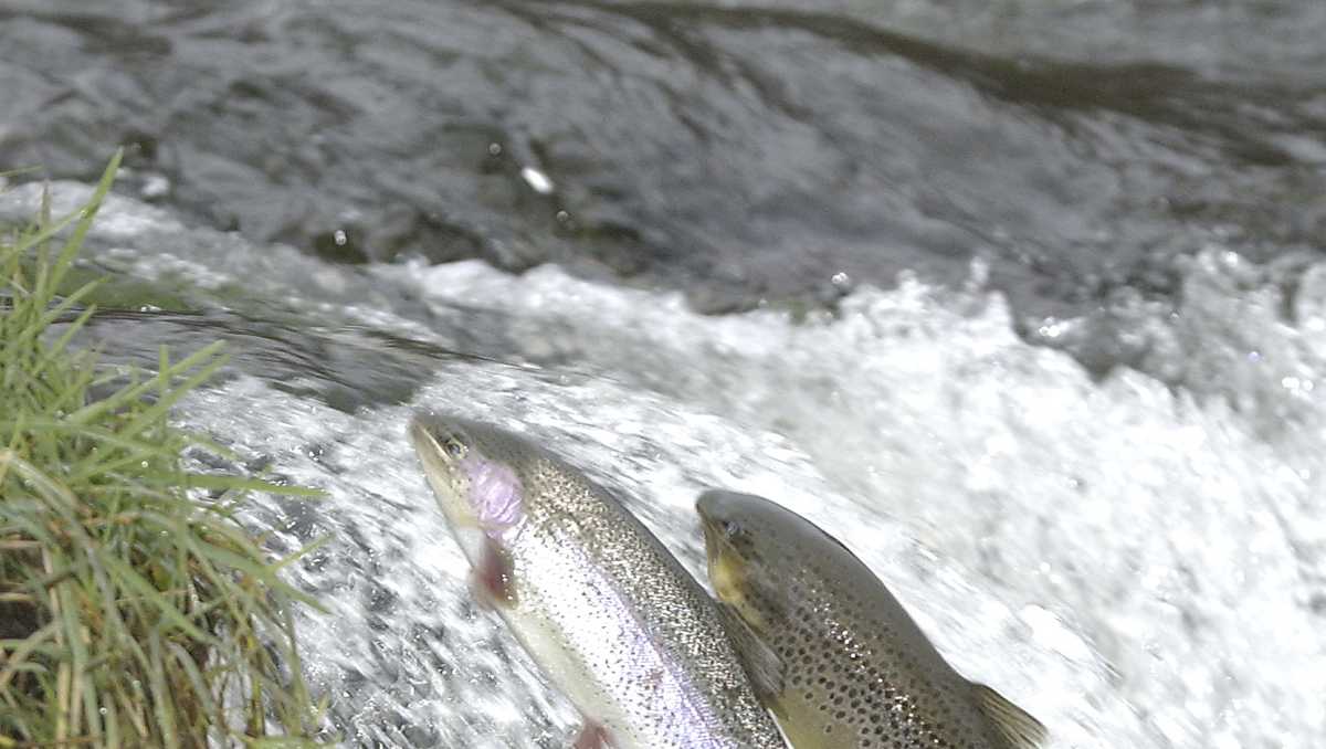 Over 100,000 rainbow trout to be released into Ohio public lakes