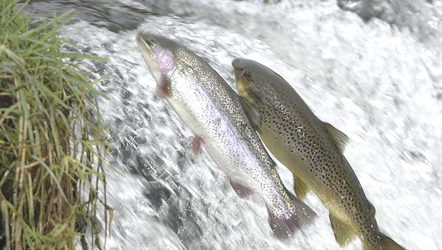 A rainbow trout, left, and a brown trout try to jump a four-foot waterfall on Dry Run Creek, a tributary of the North Fork River in Baxter County, Ark., Nov. 26, 2003. Fisheries biologists say the trout are moving upstream to spawn. With single-minded purpose, the trout are following the evolutionary path of reproduction enacted by generations of fish before them: swimming to spawning grounds. (AP Photo/The Baxter Bulletin, Kevin Pieper)