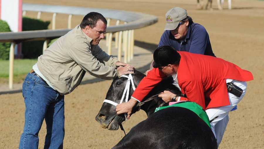 Horse doping: How common is it?