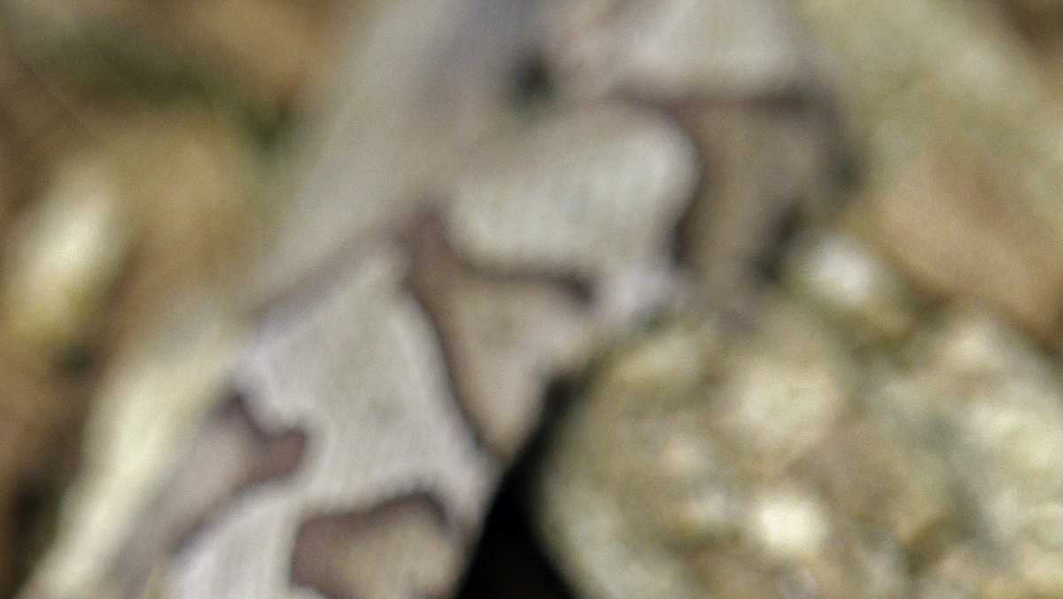 7yearold girl bitten by copperhead snake at Indiana state park