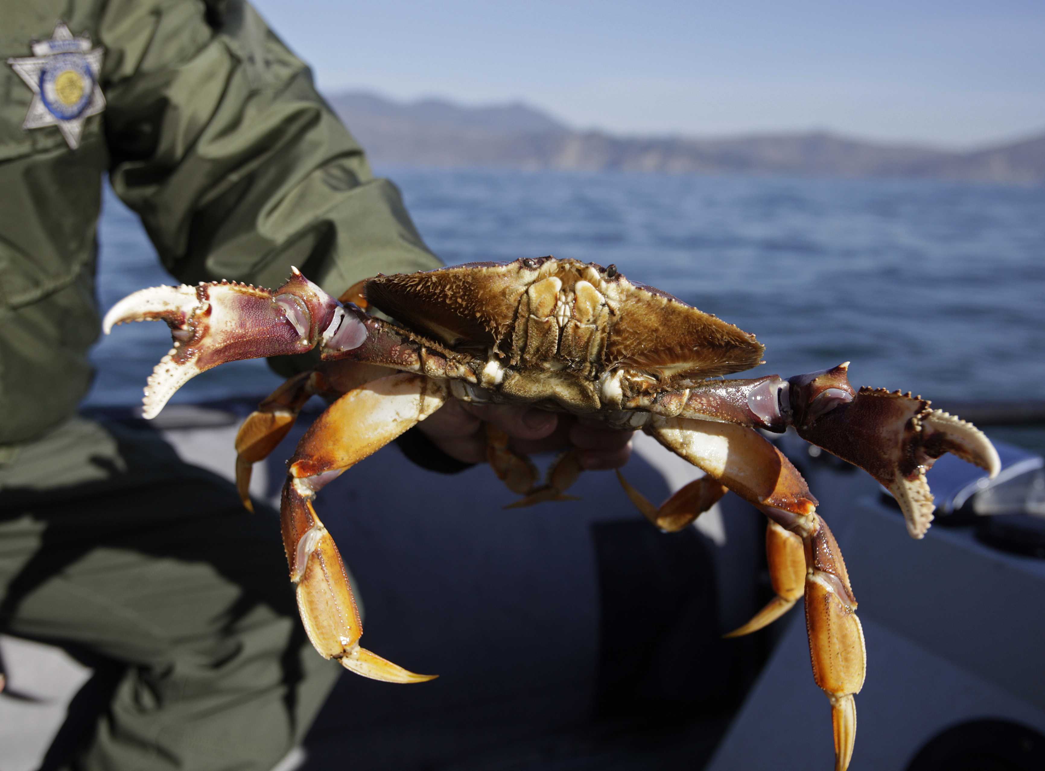 Commercial Dungeness Crab Fishing Season Begins After Delay