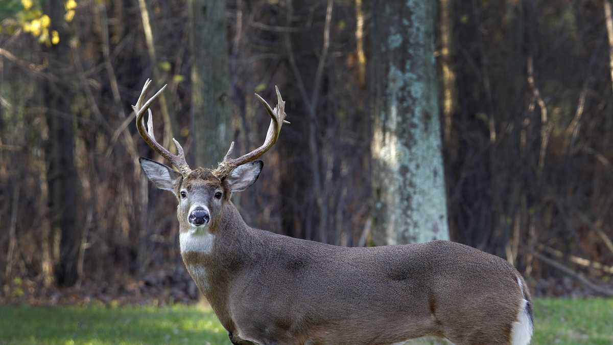 Legislative committee overhauls hunting regulations for 2020 season