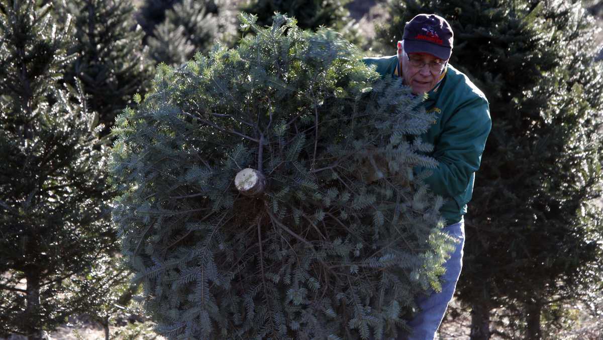 5 Christmas trees being offered in Vermont National Forest