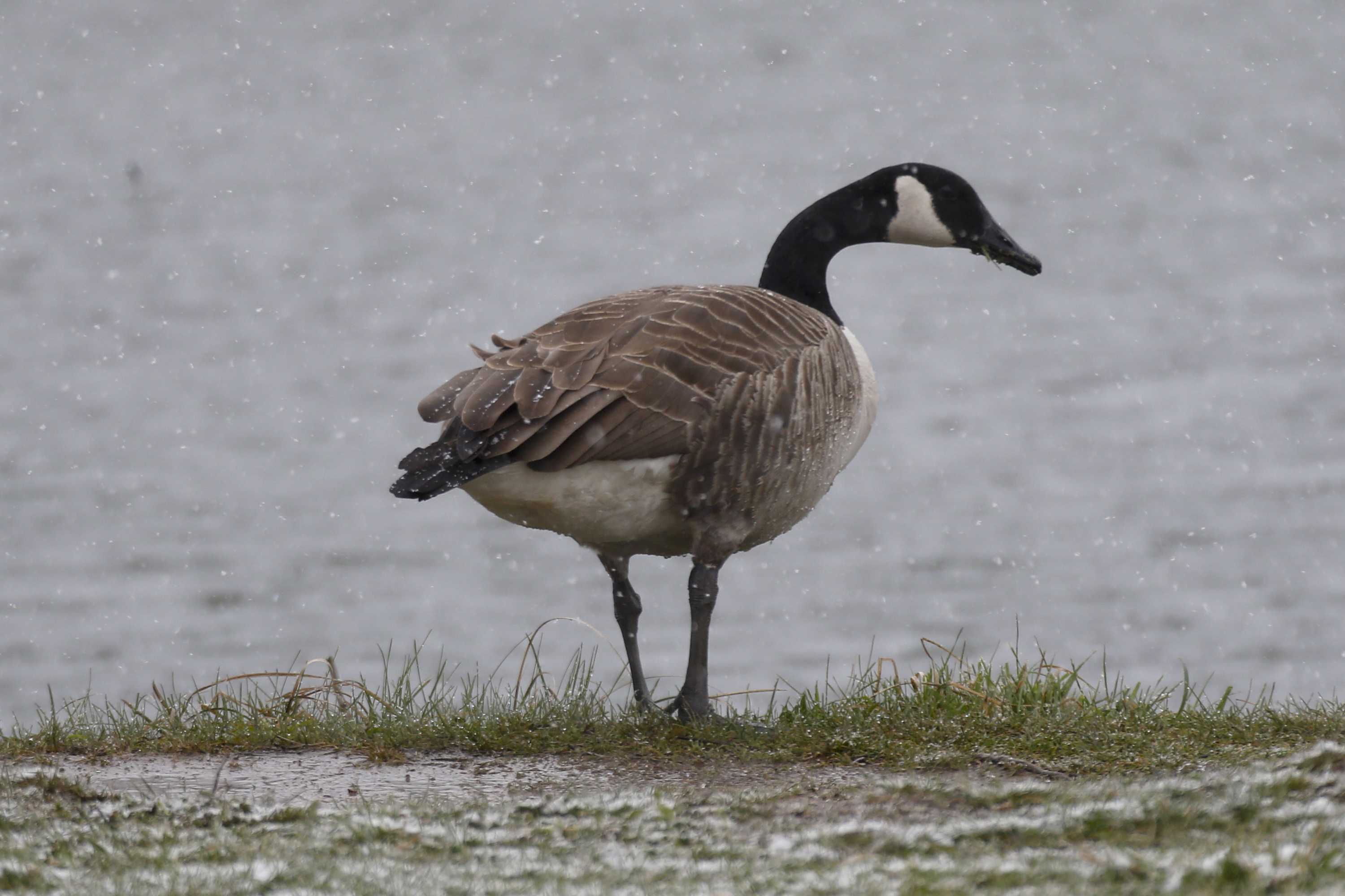 Canada goose shop kills bird