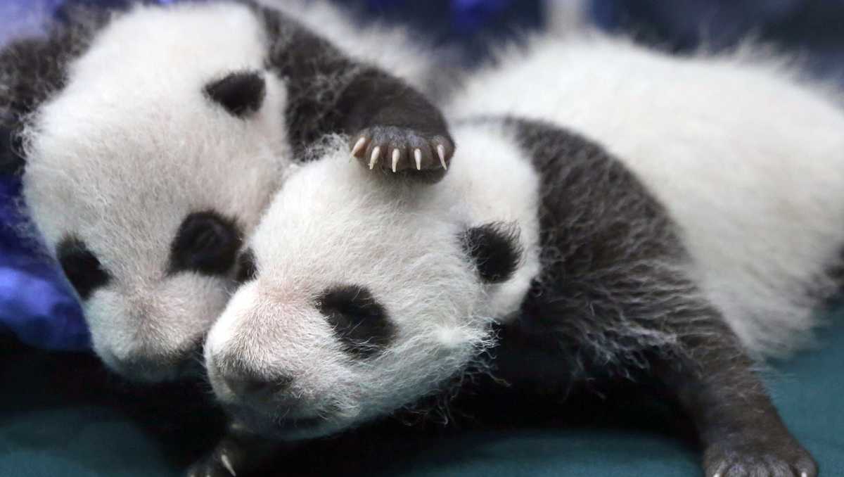 Giant panda is no longer endangered, experts say