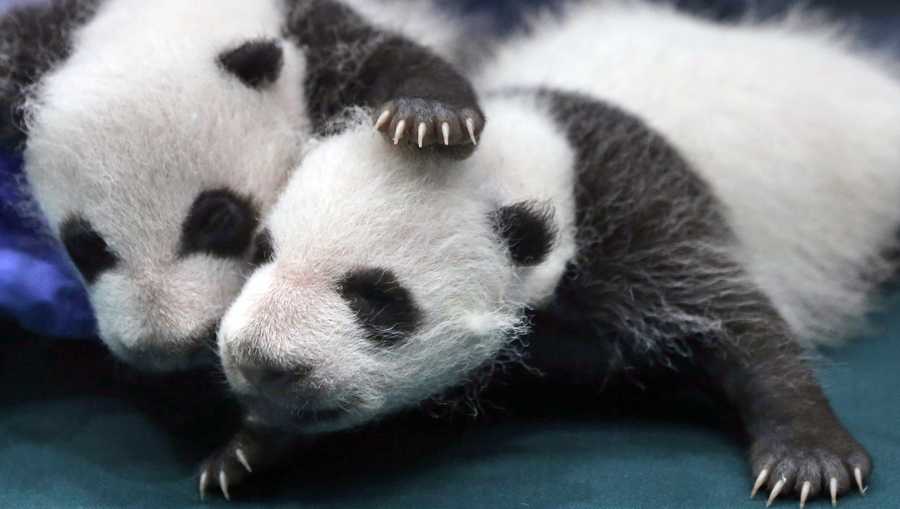 Two of the one month old Panda triples receive a body check at the Chimelong Safari Park in Guangzhou in south China's Guangdong province. The giant panda, one of the symbols of China, is off the endangered list thanks to aggressive conservation efforts. The International Union for Conservation of Nature said in a report released Sunday, Sept. 4, 2016 that the panda is now classified as "vulnerable" instead of "endangered," reflecting its growing numbers in the wild in southern China. 