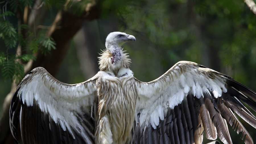 A Himalayan griffon vulture spread its wings at the Zoological Garden in Naypyitaw, Myanmar, Sunday, May 7, 2017. (AP Photo/Aung Shine Oo)