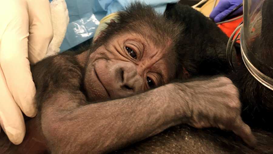 This photo provided by the Philadelphia Zoo shows a newly born western lowland gorilla resting on its mother Kira in Philadelphia. Kira had a difficult labor that required medical techniques typically used for delivering human babies. Due to concerns about her and the baby’s health, the zoo brought in a team from the veterinary and human medical field. After 1 ½ hours the team delivered the baby, Friday, June 2, 2017, using forceps and episiotomy.