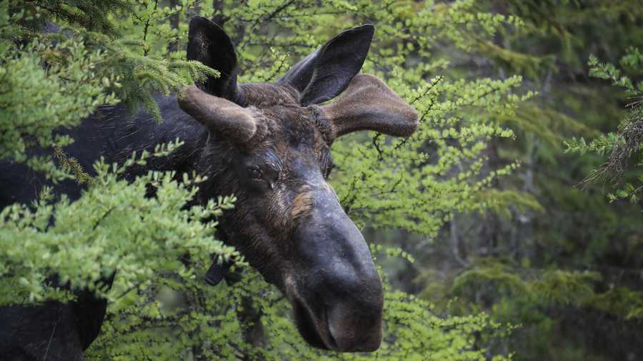 Velvet covers the antlers of a bull moose walking at the Umbagog National Wildlife Refuge, Thursday, May 31, 2018, in Wentworth's Location, N.H. (AP Photo/Robert F. Bukaty)