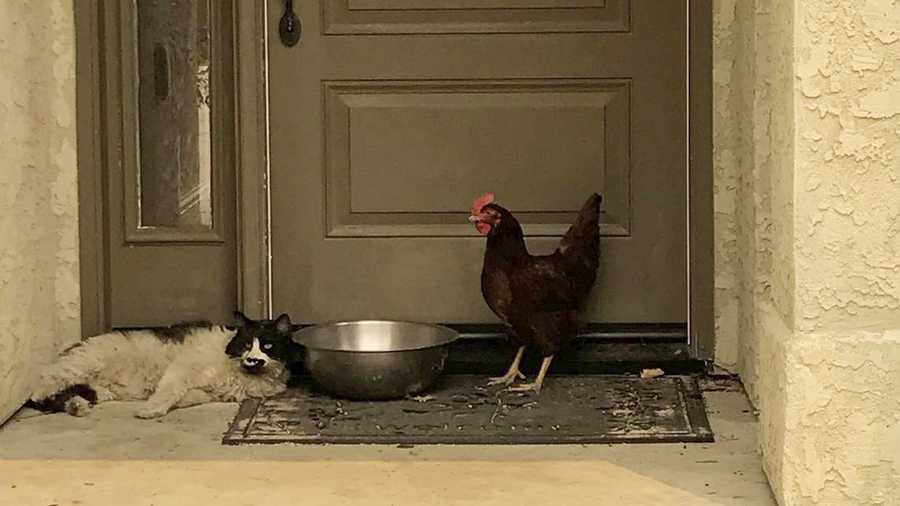 In this photo taken July 28, 2018, provided by the Grass Valley Fire Department, a cat seeking refuge from a raging Northern California wildfire found a fine-feathered friend as it awaited rescue from the heat and flames in Redding, Calif. 