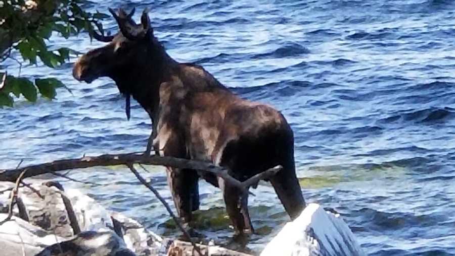 In this Saturday, Sept. 1, 2018, photo provided by Bernadette Toth a moose stands in Lake Champlain in South Hero, Vt. Wildlife officials say the animal had crossed the lake and made it to shore, but went back in the water, after likely feeling threatened by onlookers, and drowned. (Bernadette Toth via AP)