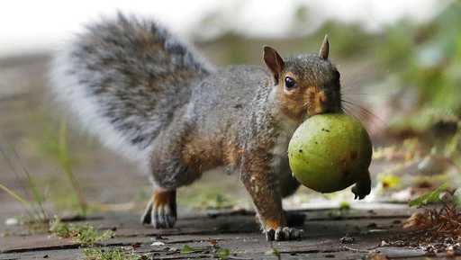 In this Tuesday, Sept. 11, 2018, photo a squirrel carries a walnut in Portland, Maine. A bumper crop of acorns, pine cones and other staples last year led to a population boom of squirrels.