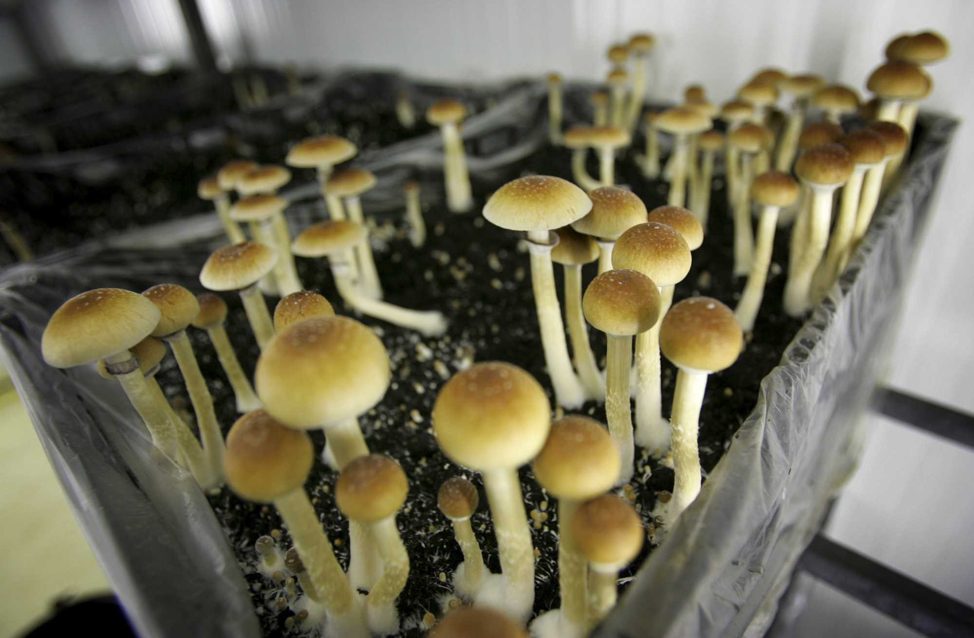 California could legalize psychedelic therapy after rejecting