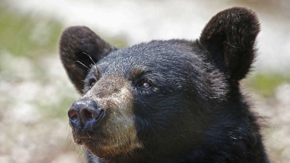 Vermont's bear hunting season starts in September