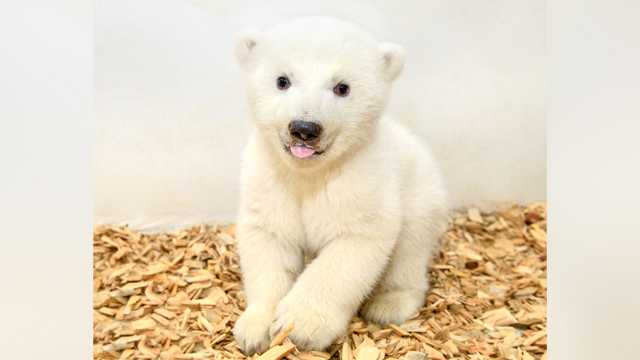 It's a girl! Zoo's adorable baby polar bear has 1st checkup