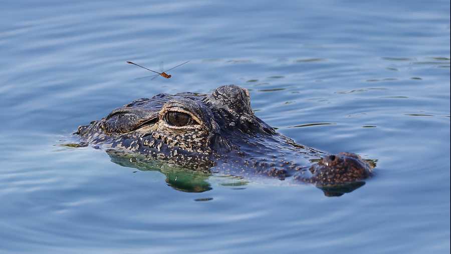A damselfly prepares to land on the head of a young alligator swimming in a pond near the eighth hole during the third round of the Honda Classic golf tournament, Saturday, March 2, 2019, in Palm Beach Gardens, Fla. (AP Photo/Wilfredo Lee)