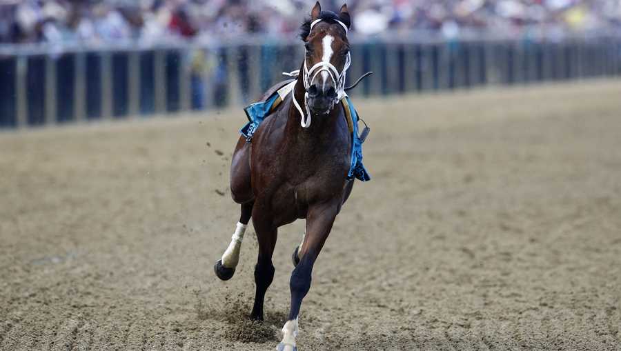 Riderless colt Bodexpress races in Preakness without jockey