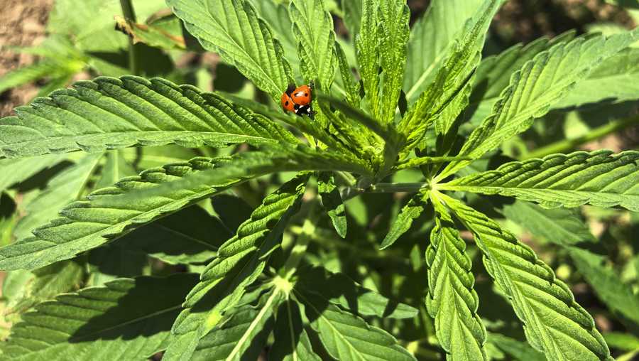 In this Thursday, June 13, 2019, photo, a lady bug sits on a leaf of a young hemp plant at a research station in Aurora, Ore., that's part of Oregon State University's newly formed Global Hemp Innovation Center. (AP Photo/Gillian Flaccus)