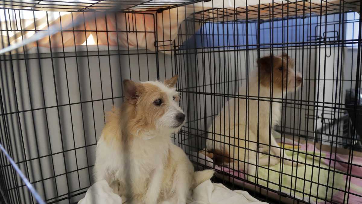 new-york-strengthens-animal-welfare-rules-for-pet-dealers