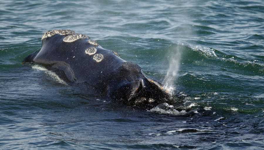 FILE - In this March 28, 2018 file photo, a North Atlantic right whale feeds on the surface of Cape Cod bay off the coast of Plymouth, Mass. On Thursday, June 27, 2019, Maine lobstermen are scheduled to have their final meeting with state officials about new protections for right whales. (AP Photo/Michael Dwyer, File)