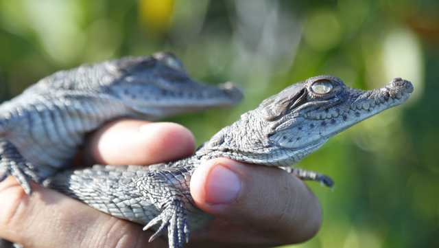 HERMÈS' BIGGEST CROCODILE FARM RAISES CONCERNS FOR NEW PANDEMICS - Culted