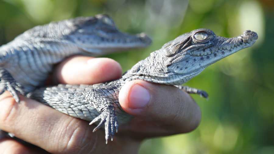 Wildlife biologist/crocodile specialist Michael Lloret releases baby crocodiles back into the wild along the cooling canals next to the Turkey Point Nuclear Generating Station after having measured and tagged them with microchips to observe their development in the future, Friday, July 19, 2019, in Homestead, Fla.