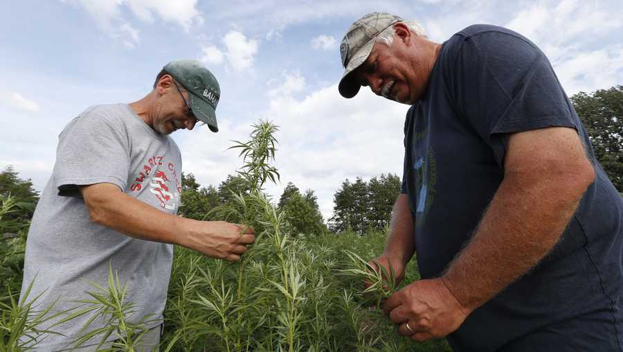 In this Aug. 21, 2019 photo, Jeff Dennings, left, and Dave Crabill industrial hemp farmers, check plants at their farm in Clayton Township, Mich. The legalization of industrial hemp is spurring U.S. farmers into unfamiliar terrain, tempting them with profits amid turmoil in agriculture while proving to be a tricky endeavor in the early stages. Up for grabs is a lucrative market, one that could grow more than five-fold globally by 2025, driven by demand for cannabidiol. The compound does not cause a high like that of marijuana and is hyped as a health product to reduce anxiety, treat pain and promote sleep. (AP Photo/Paul Sancya)
