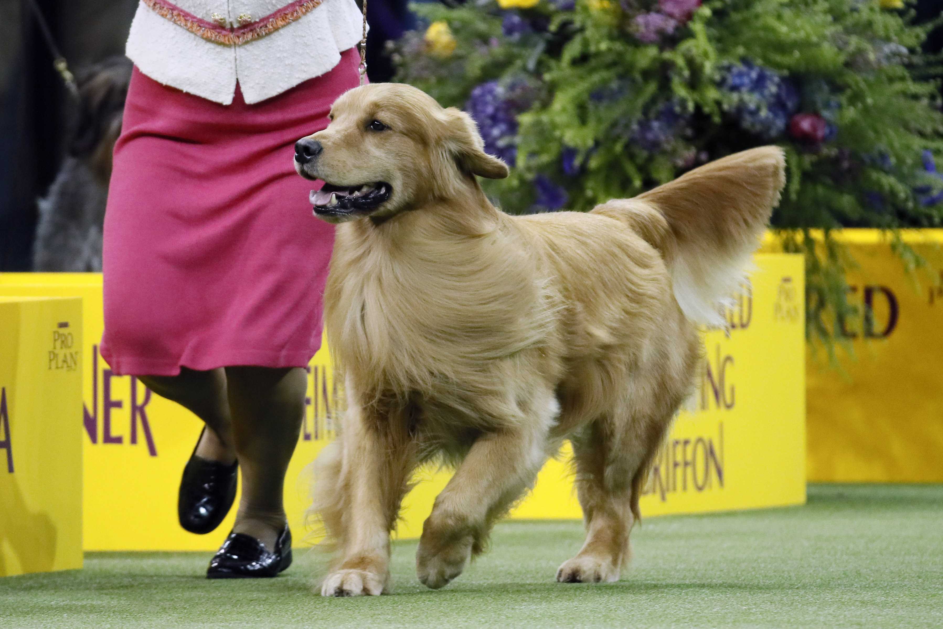 westminster kennel club