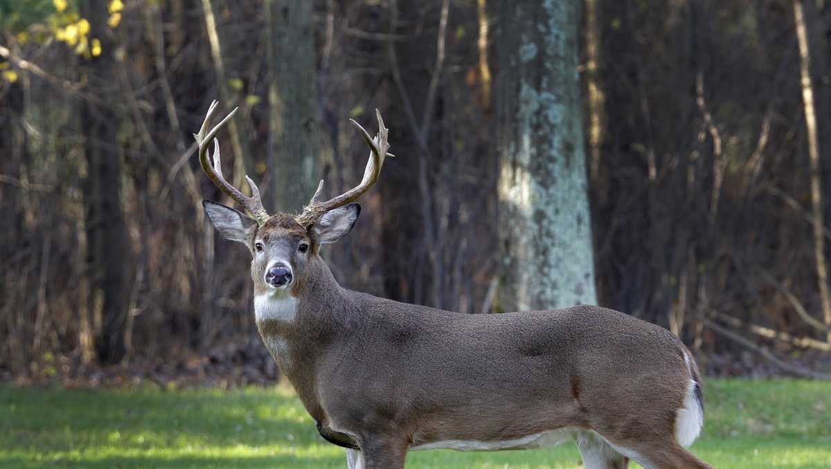 Ohio hunters harvest more than 184,000 deer in 2019-2020 season