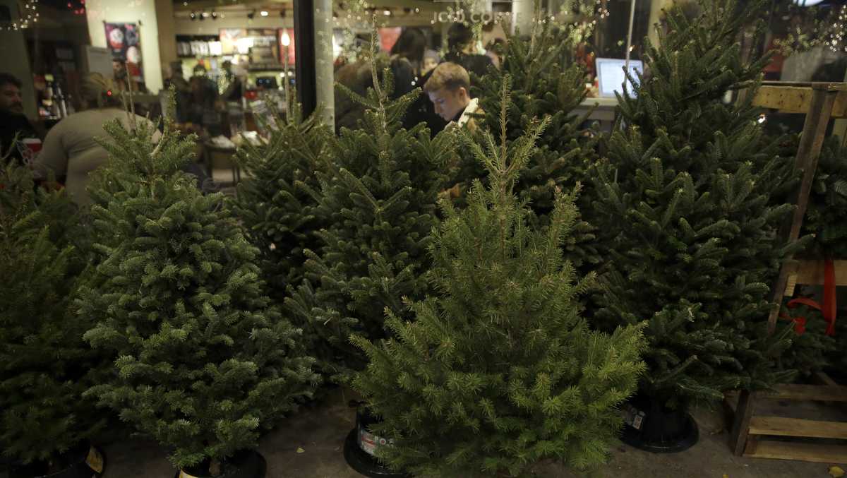 Would you pay 1,000 for a Christmas tree? NYC 'Tree Lady' asks 77 per