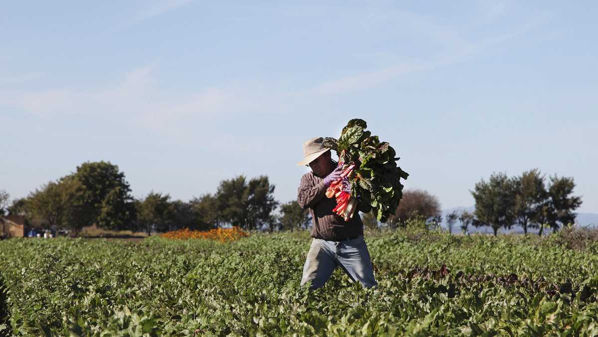 Monterey County ag industry begins large scale testing of essential