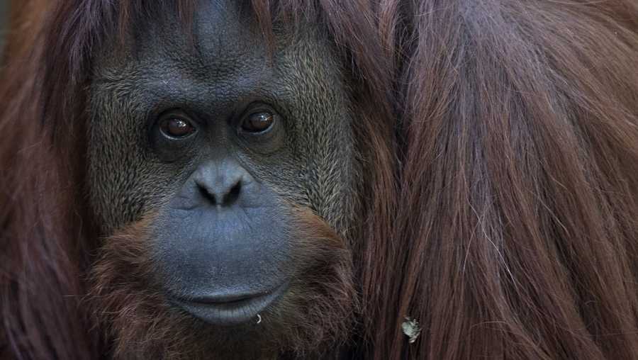 The orangutan named Sandra sits in her enclosure at Buenos Aires' Zoo in Buenos Aires, Argentina, Monday, Dec. 22, 2014. An Argentine court has ruled that Sandra, who has spent 20 years at the zoo, is entitled to some legal rights enjoyed by humans. The ruling would free Sandra from captivity and have her transferred to a nature sanctuary after a court recognized that the primate has some basic human rights.