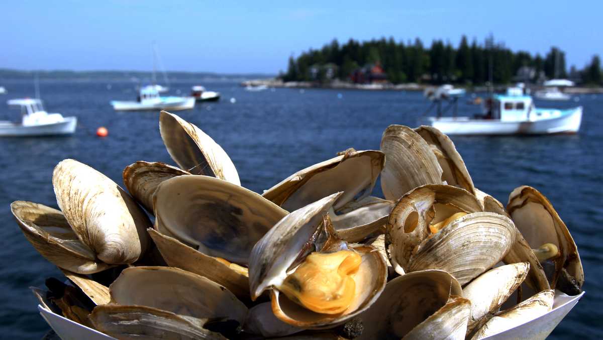 Clam Steamer  Tremont Rentals - Albany NY