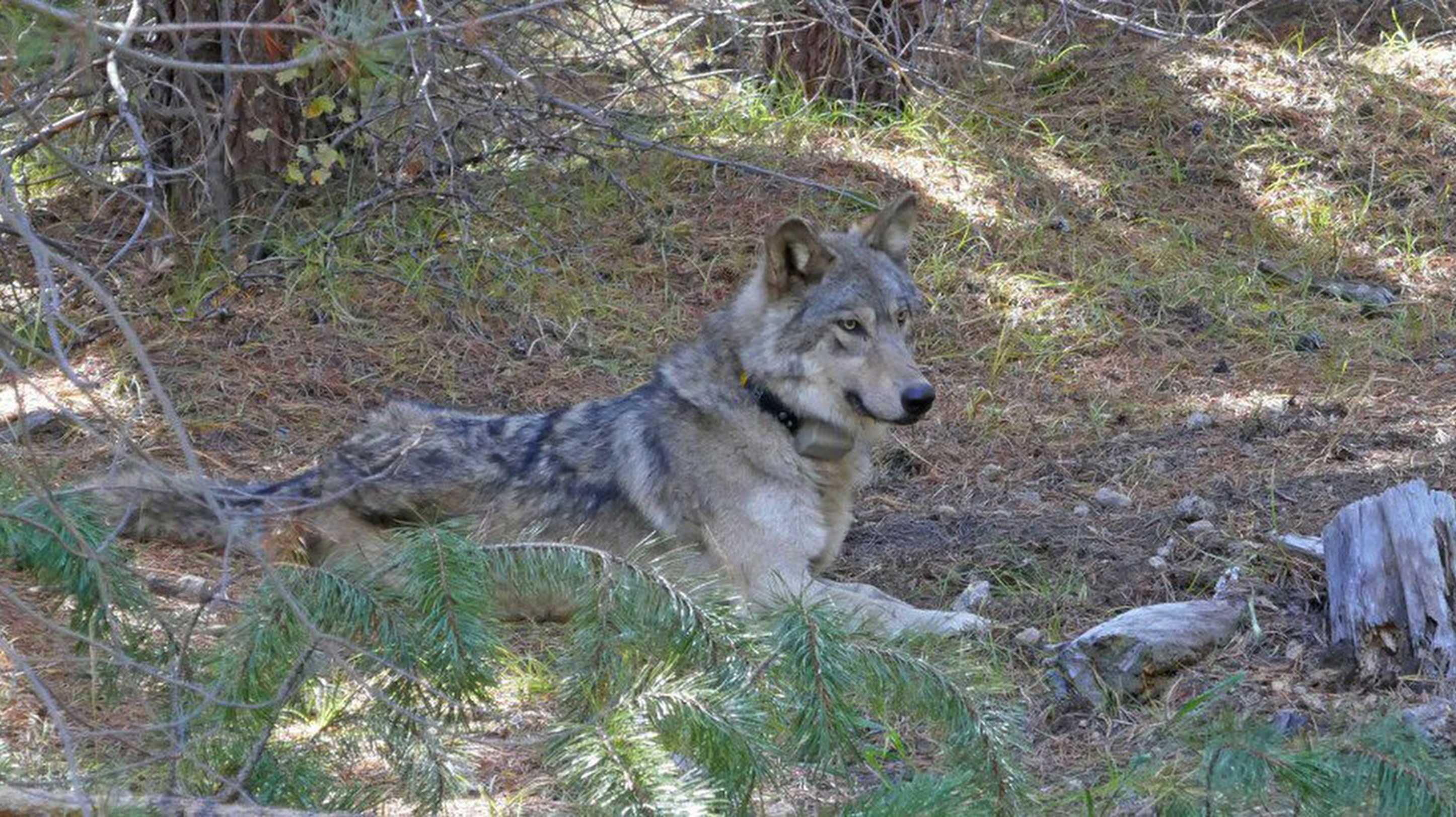 are czechoslovakian wolfdogs good for apartment units