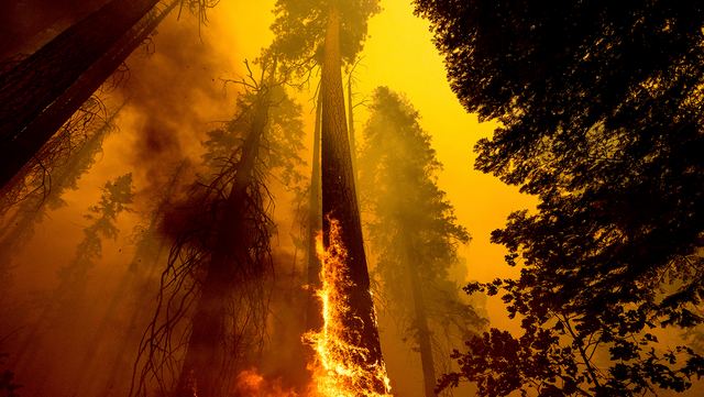 California fires may have killed hundreds of giant sequoias - Vimarsana News
