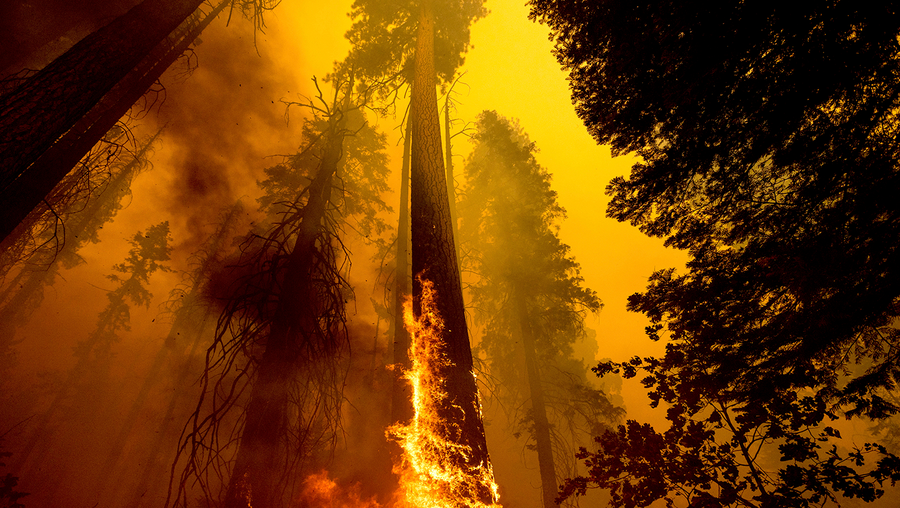 flames burn up a tree as part of the windy fire