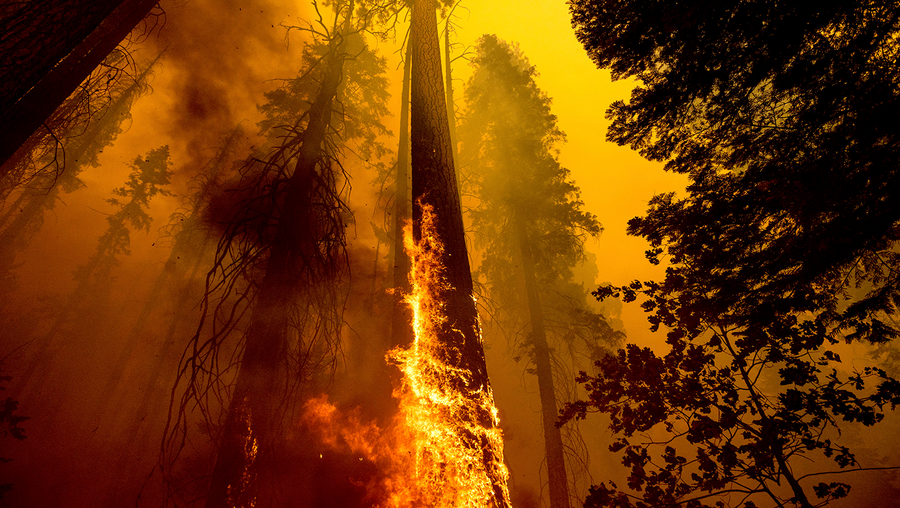 flames burn up a tree as part of the windy fire