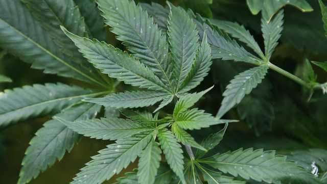 Oklahoma ballot won't have question about recreational marijuana - Vimarsana News